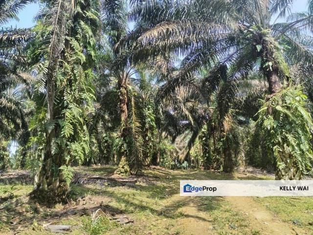 Kulai @ Johor 5.6 Acres Agricultural Land Zoning Industrial Land For Sale