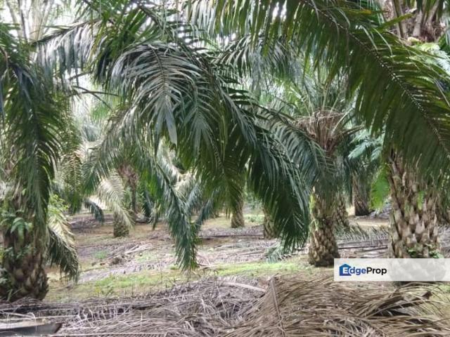 Kulai Agriculture Oil Palm Land
