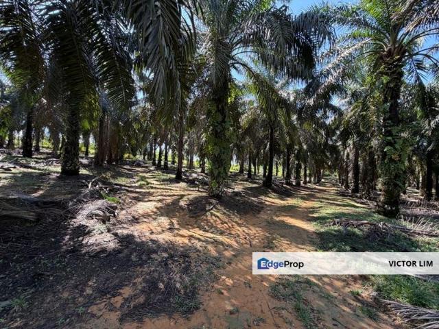Kulai Kota Tinggi 5 Acre Land