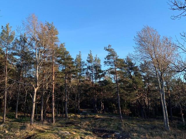 Kullaviks Kaprifolväg