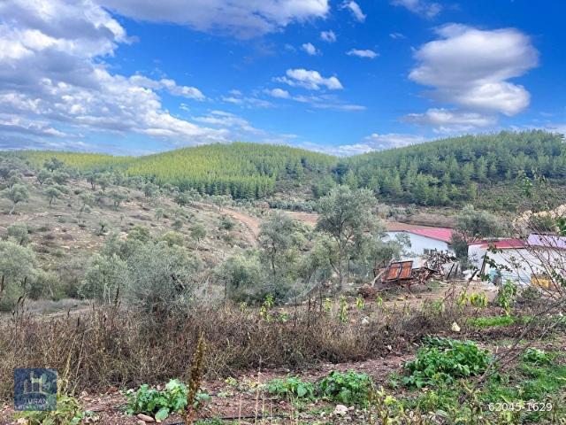 kuzyakada 2230m2 müstakiltapu satılık zeytinlik kısmi takas olur