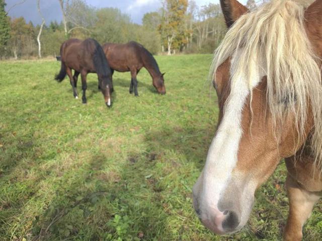 La Lande De Goult 61320 Longère en pierre 112 m² terrain 30.200 m²