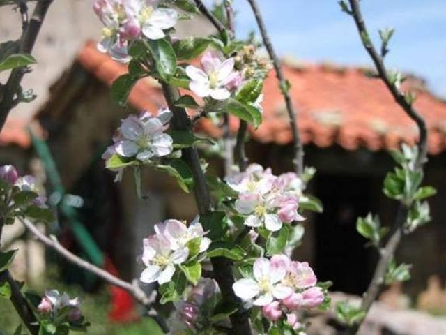 La Morera de Agustina Villanueva De Carazo Burgos