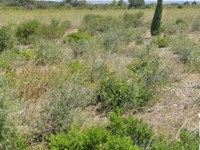 La Palme Vente Terrain 11
