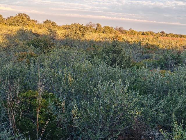 La Palme Vente Terrain 11