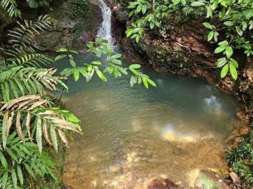 La Pintada | Lujo Verde – 100 hectáreas de bosque para proyecto de ecoturismo