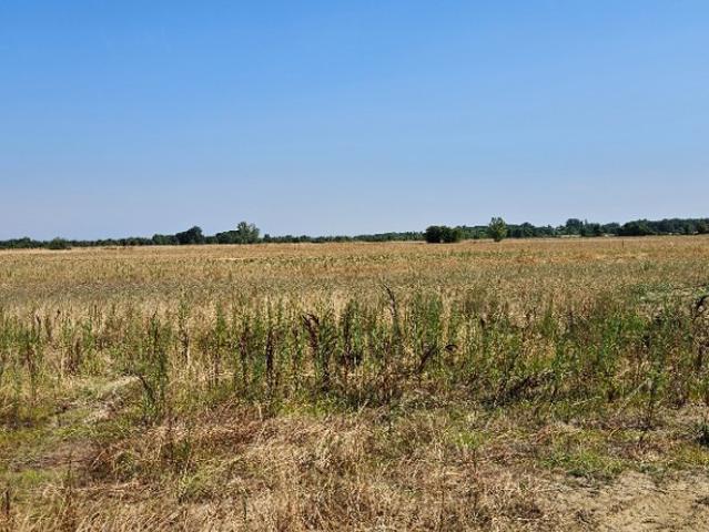 Lamasquère Vente Terrain 31
