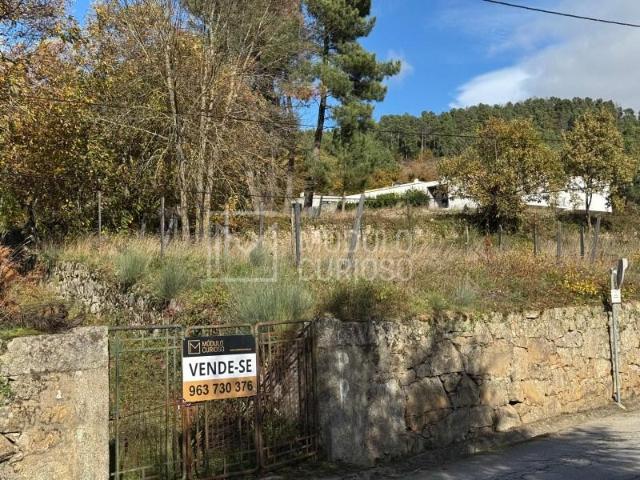Lamego Lamego LS95903803