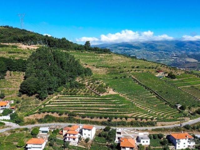 Lamego Viseu 96064907