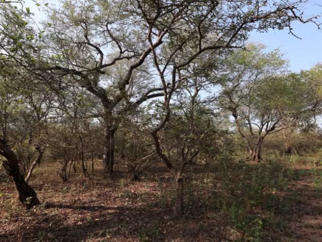 Land Marloth Park Marloth Park 103359000