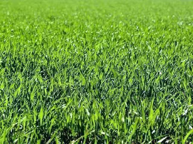 Land on sale in Alto Malcantone Ref 118179 | dreamo. Ch