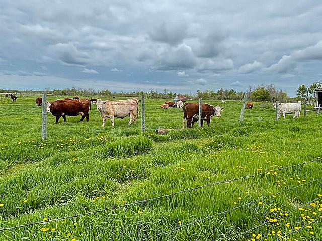 Land For Sale Close To Eriksdale
