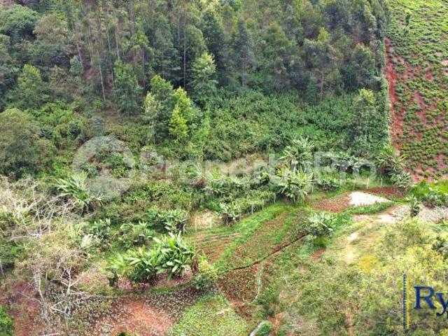 Land for sale Riara Ridge, Tigoni Limuru PID: 6AXHW | PropertyPro