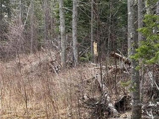 Land Route 515, Saint Paul, NB, E4T 3T5 vacant land for sale | Listing ID NB139529 | Royal LePage