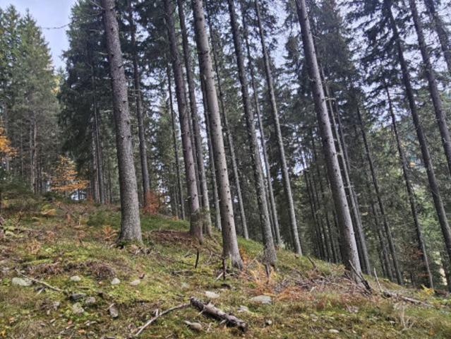 Land und Forstwirtschaftliches Anwesen mit Wohnhaus, Ferienwohnungen & Wald in den Kärntner Nockbergen