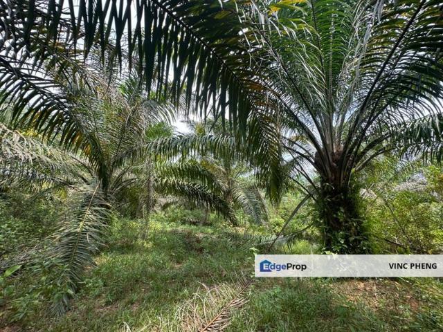 LARGE FREEHOLD Mature Palm Oil Land @ Alor Gajah Melaka