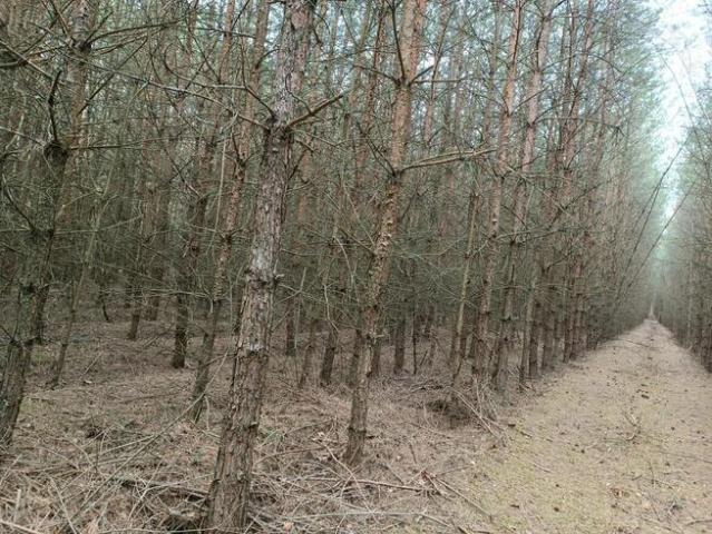 Las sosnowy 3,24 ha Zacharzów/Radzanów, woj. mazowieckie