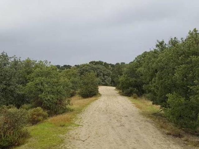 Las Siete Encinas Sevilla La Nueva Madrid