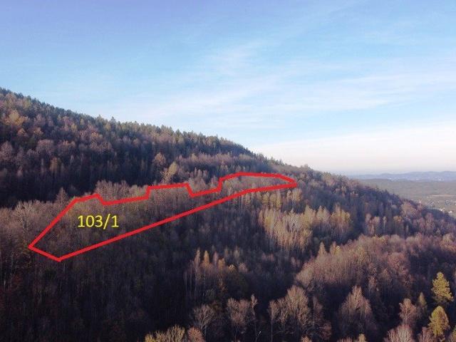 Las w Karpaczu 14 544 m², las w sprzedaży polecam!