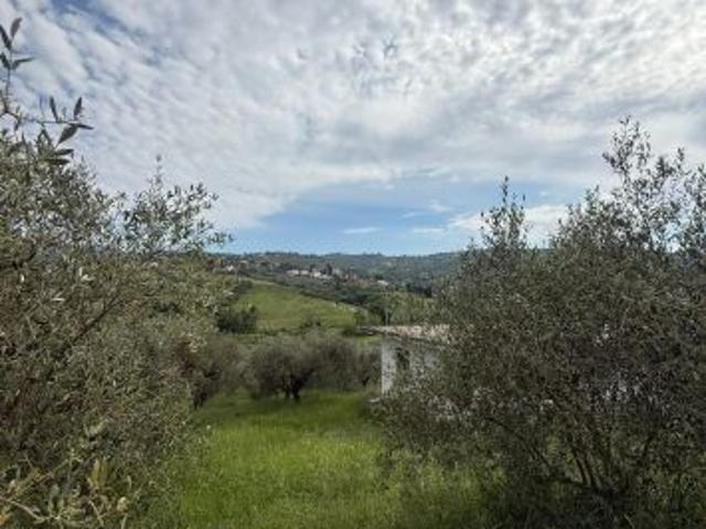 Laureana Cilento – terreno agricolo con 400 piante di ulivo