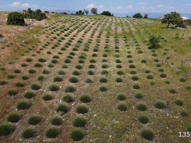 lavanta bahçesi 8000 metrekare