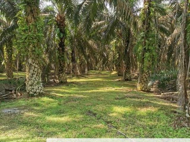 Layang Layang @ Sedenak 80 Acres Agricultural Land Zoning Mix Development For Sale