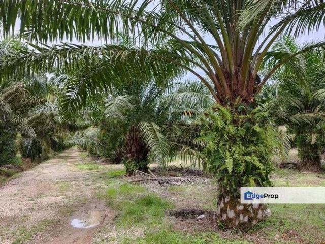 Layang Layang