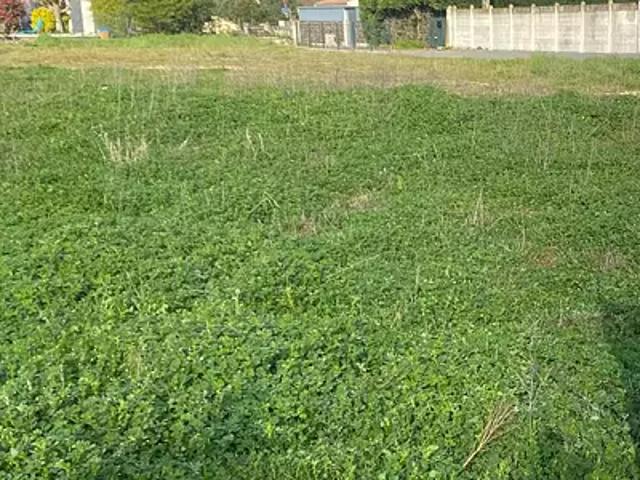 Le Taillan Médoc 33320 Programme neuf terrain neuf à vendre