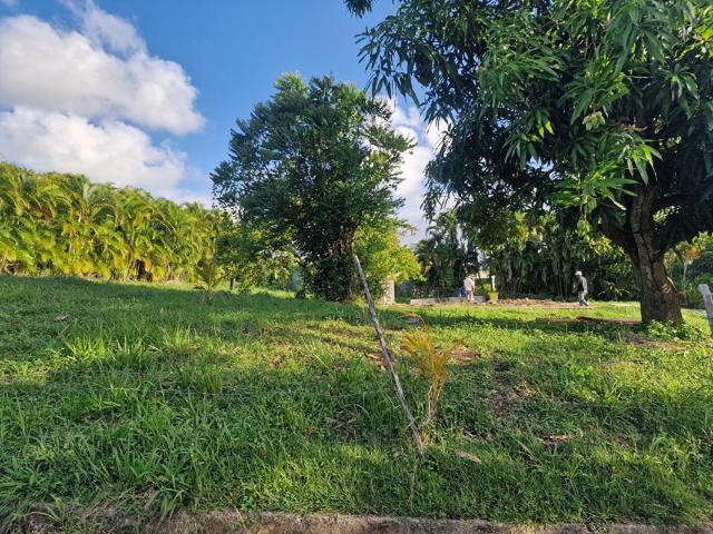 Le Vauclin Vente Terrain 97