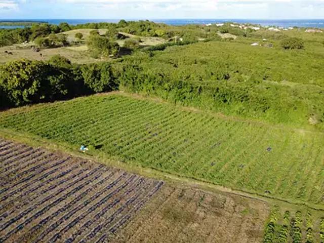 Le Vauclin 97280 Achat / Vente terrain