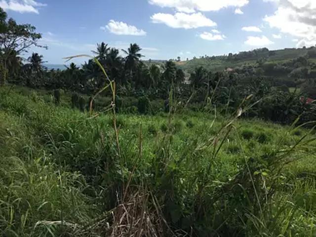 Le Lorrain 97214 Achat / Vente terrain