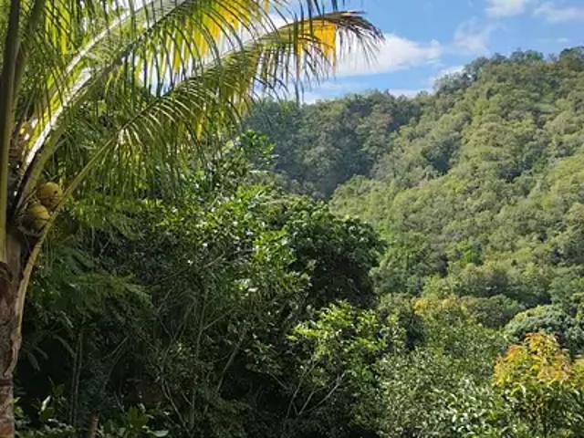 Le Morne Vert 97226 Achat / Vente terrain