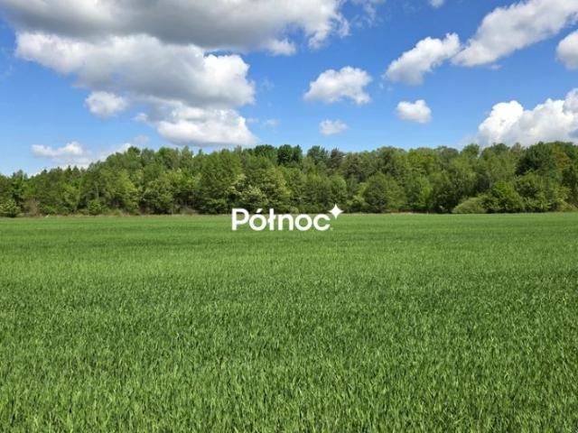 Leśna 5 000 m², Skoroszów