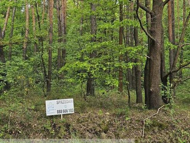 Leśna działka na sprzedaż
