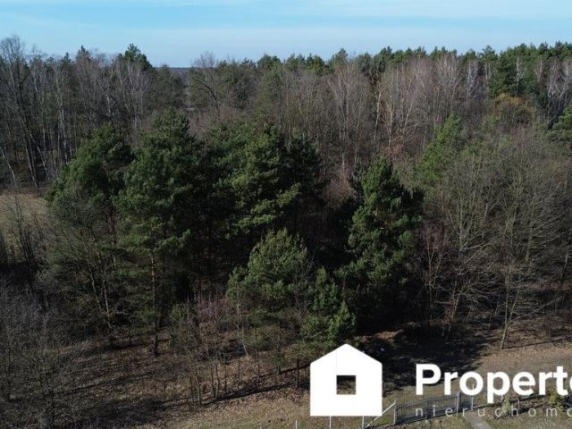 Leśna działka z możliwością zabudowy – Chochół 2405 m²