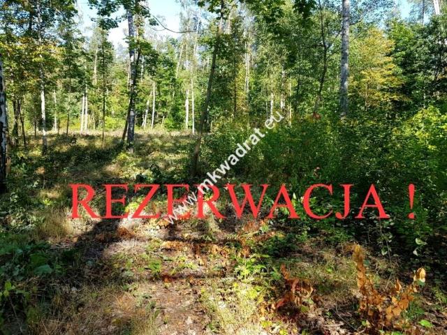Leśne Echa 3 400 m², Żółwin