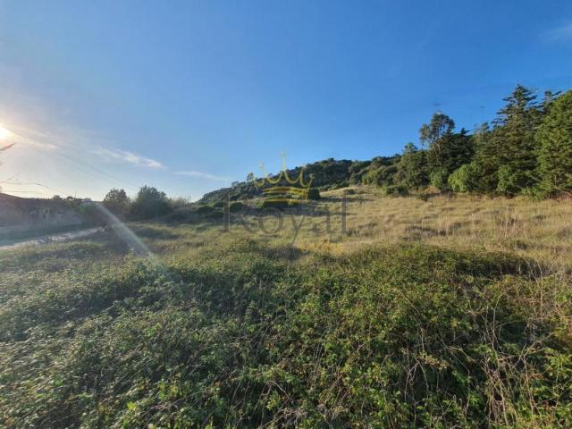 Leiria Óbidos 2510 99825882