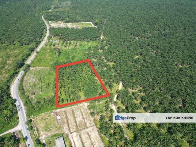 Lesung batu palm oil plantation for