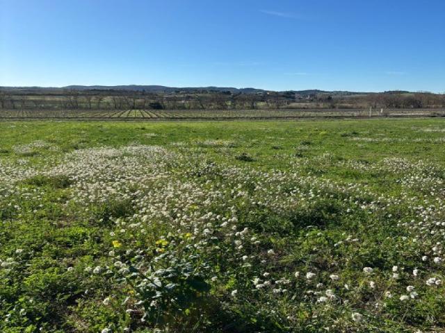 Leuc Vente Terrain 11