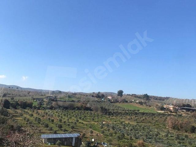 LİDERDEN KÖSELERDE SATILIK ZEYTİN BAHÇESİ