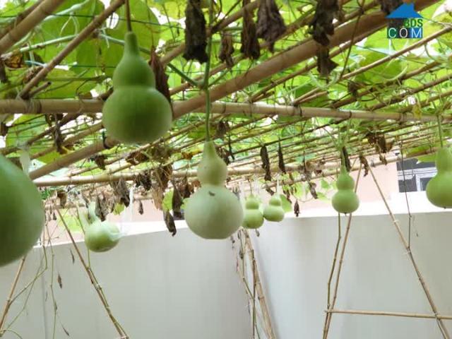 Liền kề áp góc Centa trục thông giá 3 tỷ bao sang tên