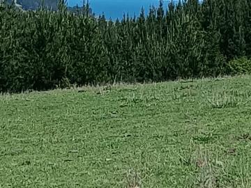 Loma Negra, Buchupureo