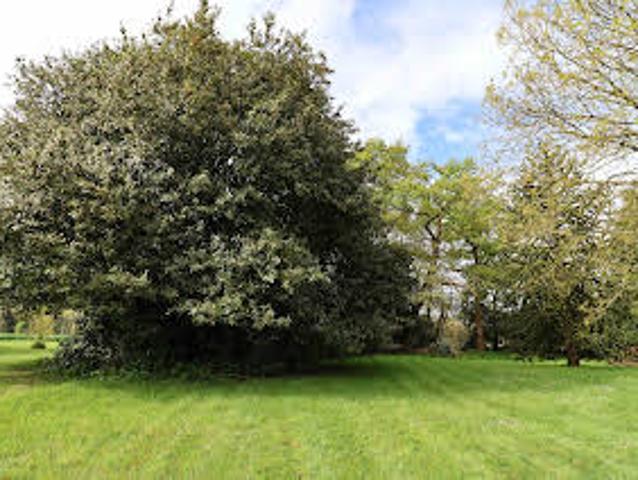 Longère