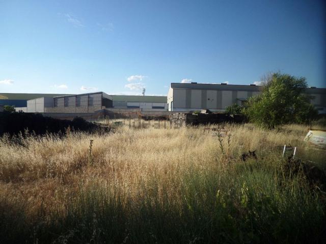 Local, Tomelloso