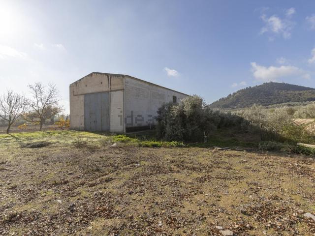 Local, Albolote