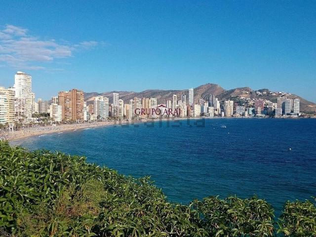 Local, Benidorm