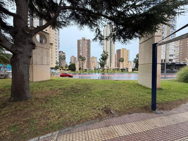 Local, Benidorm