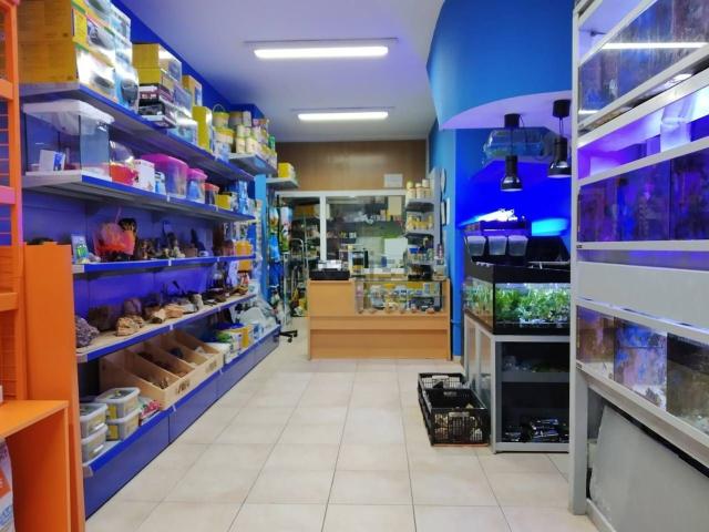 Local, Blanes