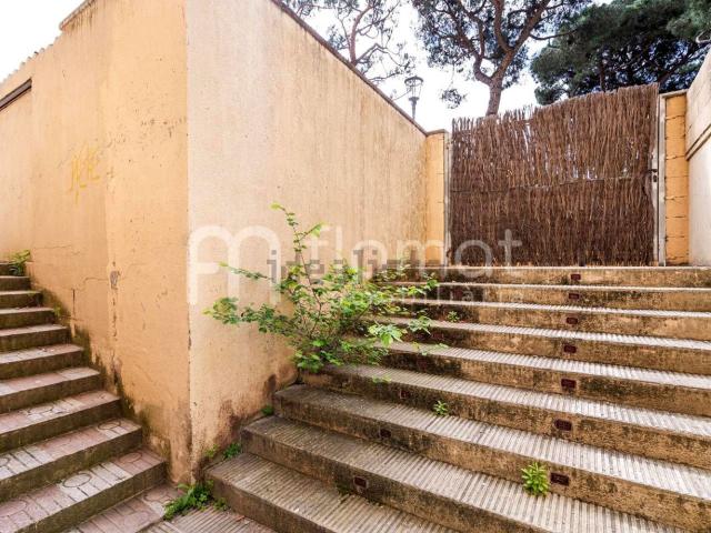 Local, Blanes