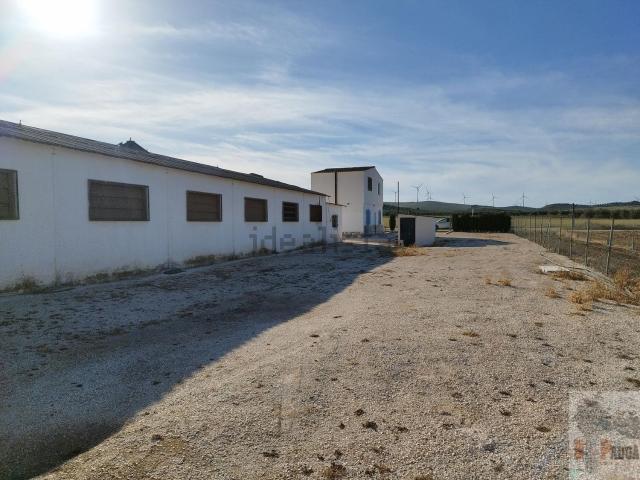 Local, Campillos